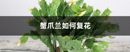 蟹爪兰如何复花