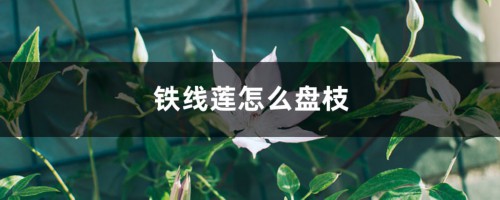 铁线莲怎么盘枝