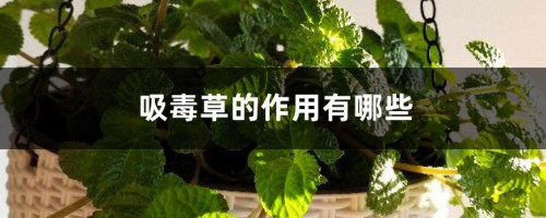 吸毒草的作用有哪些