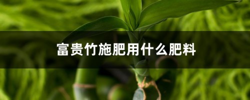 富贵竹施肥用什么肥料