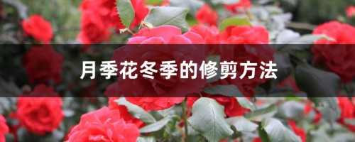 月季花冬季怎么修剪